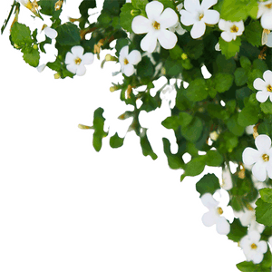 Bacopa Monnieri