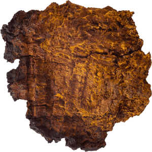 Chaga
