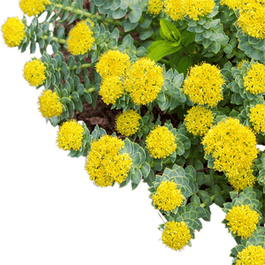 Rhodiola Rosea